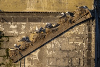 Black-legged kittiwakes (Rissa tridyctyla) nesting on an old diagonal rafter of an old factory