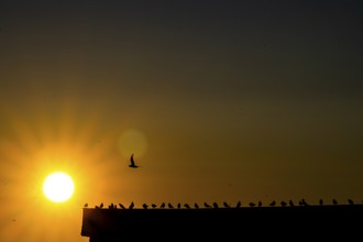 Kittiwakes (Rissa tridyctyla) sit in a row on the gable of a harbour building in the golden