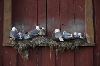 Black-legged kittiwakes (Rissa tridyctyla) nesting on a red wooden façade of the Pomor Museum,