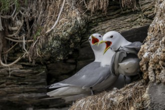 Black-legged kittiwakes (Rissa tridyctyla) calling pair breeding on a cliff on the island of