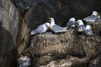 Kittiwakes (Rissa tridyctyla) a pair calling loudly on its nest sitting on a rocky cliff, nests in
