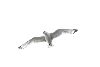 A kittiwake (Rissa tridyctyla) flying in front of a white sky, Vadsö, Finnmark, Norway