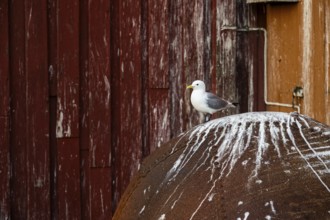 Black-legged kittiwake (Rissa tridyctyla) sitting on a large iron ball, Vardø, Finnmark, Norway