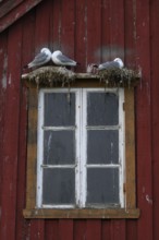 Black-legged kittiwakes (Rissa tridyctyla) nesting on a red wooden façade of the Pomor Museum,