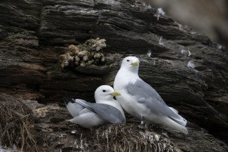 Black-legged kittiwakes (Rissa tridyctyla) breeding on a cliff on the island of Ekeroya, Vadsø,
