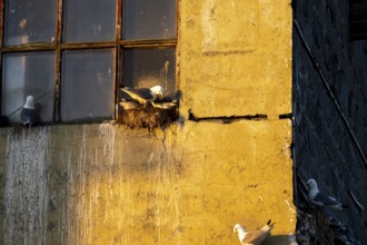 Kittiwakes (Rissa tridyctyla) breeding in front of an old window in Vardö harbour, Vardø, Finnmark,