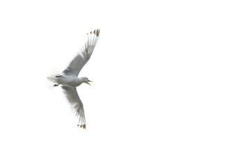 A kittiwake (Rissa tridyctyla) flying in front of a white sky, Vadsø, Finnmark, Norway