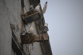 Black-legged kittiwakes (Rissa tridyctyla) nesting on the wall of a building in an urban