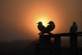 Gull silhouettes Kittiwakes (Rissa tridyctyla) sitting on a railing in the orange light of a