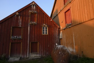 Kittiwakes (Rissa tridyctyla) nesting on a red wooden façade of the Pomor Museum, one bird sitting