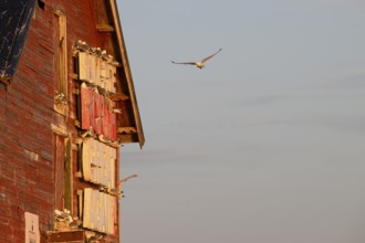 Black-legged kittiwakes (Rissa tridyctyla) nesting on a red wooden facade of a harbour building,