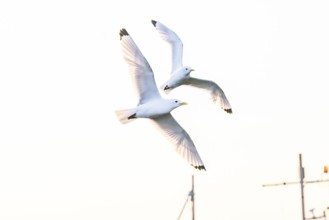 Two kittiwakes (Rissa tridyctyla) flying in front of a white sky, Vardø, Finnmark, Norway