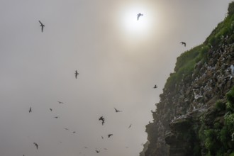 Kittiwakes (Rissa tridactyla) flying over misty cliffs, the sun shining through the haze and