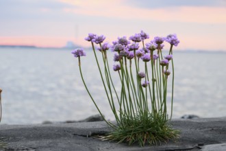 Sea campion (Armeria maritima), Eckwarderhörne, Butjadingen, Lower Saxony, Germany