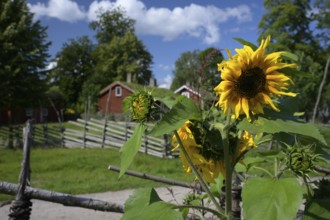 Sunflowers (Helianthus annuus) in Carl von Linne's garden, in the background his birthplace,