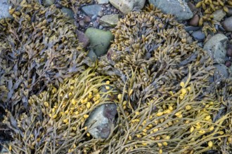 Algae and seaweed bladderwrack (Fucus vesiculosus) in yellow and brown on rocks and pebbles on the