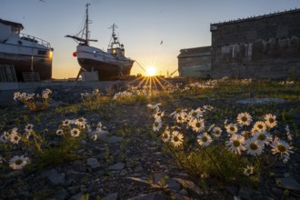 Wild flowers in the foreground with two fishing boats in shade and setting sun on the horizon in