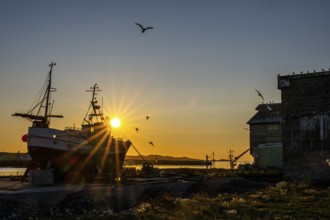 A fishing ship at sunset on the coast with flying birds and warm colors in the old port of Vardö,
