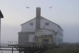 An abandoned factory building harbour building with seagulls in a foggy morning atmosphere, Vardø,