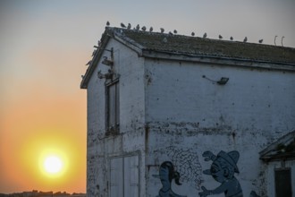 Kittiwakes (Rissa tridactyla) sitting on a roof at sunset, with wall painting in the foreground,