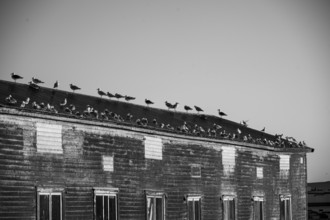 Seagulls sit close together on a roof of an old building, Vardø, Finnmark, Norway