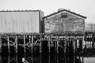 Black-legged kittiwakes (Rissa tridactyla) on an old building and pier in black and white style,