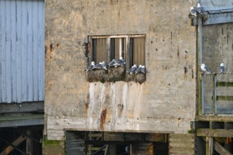 Weathered building with nests of kittiwakes (Rissa tridactyla) on an old windowsill, Vardø,