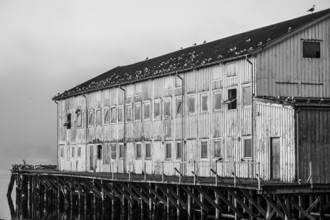 An old wooden harbour building with kittiwakes (Rissa tridactyla) on the roof next to the water,