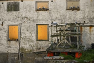 Old building with glowing windows at sunset and kittiwakes (Rissa tridactyla), Vardø, Finnmark,
