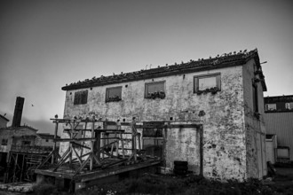 Dilapidated building with wooden construction and kittiwakes (Rissa tridactyla) on the roof, Vardø,