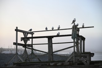 Kittiwakes (Rissa tridactyla) on an old wooden structure at the harbour, quiet morning atmosphere,