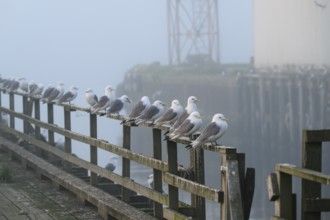 Kittiwakes (Rissa tridactyla) sitting on a wooden railing in a foggy harbour, early morning, Vardø,