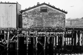 Old, weathered building on the pier with numerous black-legged kittiwakes (Rissa tridactyla) in