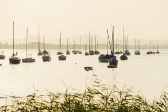 Sailboats, sunset, Allensbach, Untersee, Lake Constance, Baden-Württemberg, Germany