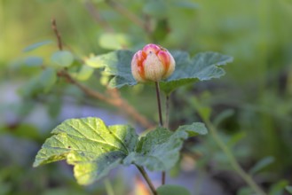 Macro photograph of a cloudberry (Rubus chamaemorus) with green leaves in the background,