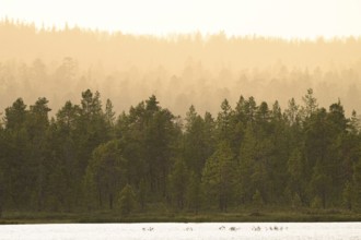 Twilight scene with wooded silhouette of a northern coniferous forest in fog in warm light, NP Övre