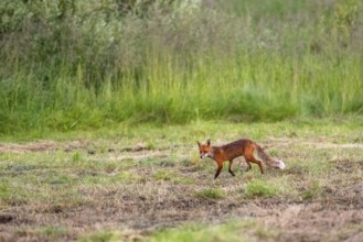 A red fox (Vulpes vulpes) roams across a green meadow, Pasvik National Park, Svanvik, Finnmark,