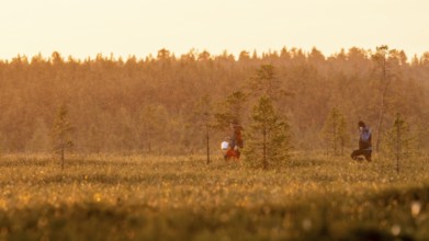 Two people collect cloudberries in a moor at sunset, Övre Pasvik National Park, Svanvik, Finnmark,