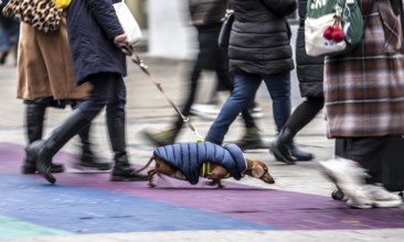 Pedestrian zone, passers-by hurrying, shopping between the years, swapping, dachshunds with thermal