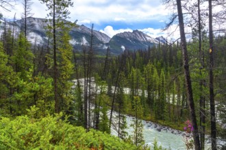 Sunwapta river meandering through a dense evergreen forest with snow capped mountains in the