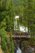 Hiker walking on a bridge over sunwapta falls, surrounded by lush pine forest in jasper national