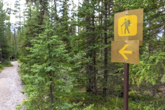Yellow hiking trail sign directing to mistaya canyon in banff national park, alberta, featuring a