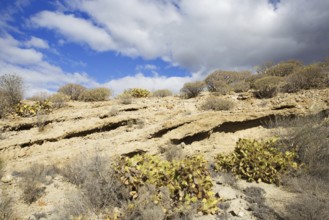 Barren desert landscape with sporadic vegetation under a partly cloudy sky, Los Cristianos,