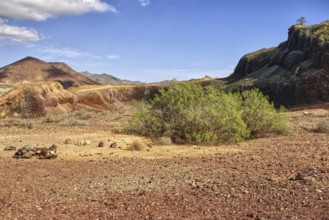Barren desert landscape with shrubs and rocks under blue sky, Los Cristianos, Tenerife