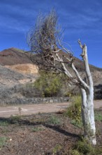 Lonely, bare tree in front of a dry hilly landscape with blue sky, Los Cristianos, Tenerife