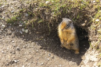 Columbian ground squirrel stands alert at the entrance of its burrow, showcasing its fluffy fur and