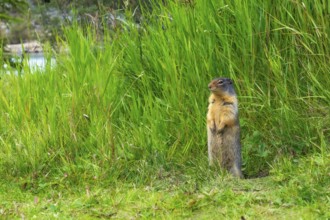 Columbian ground squirrel stands alert amidst tall green grass, near a body of water, showcasing