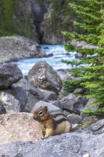 Golden mantled ground squirrel sitting on a rock in the canadian rockies along the icefields