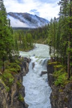Sunwapta falls plunges into the athabasca river, creating whitewater rapids amidst lush pine