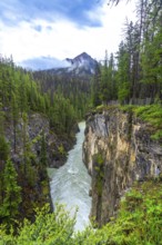 Sunwapta falls rushes through a narrow canyon surrounded by lush pine forest and a mountain peak
